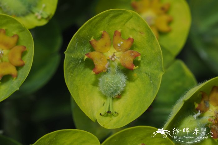 花用什么肥料才能长好?