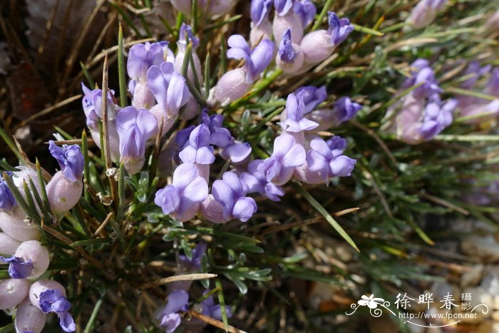 丁香花语