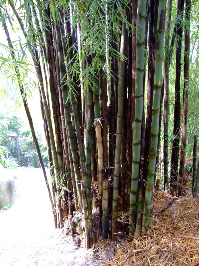 十种室内最好养的植物盆栽