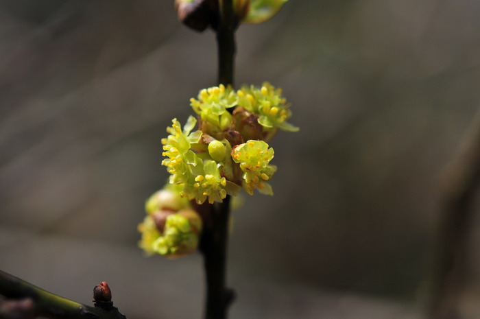 桂花什么季节开