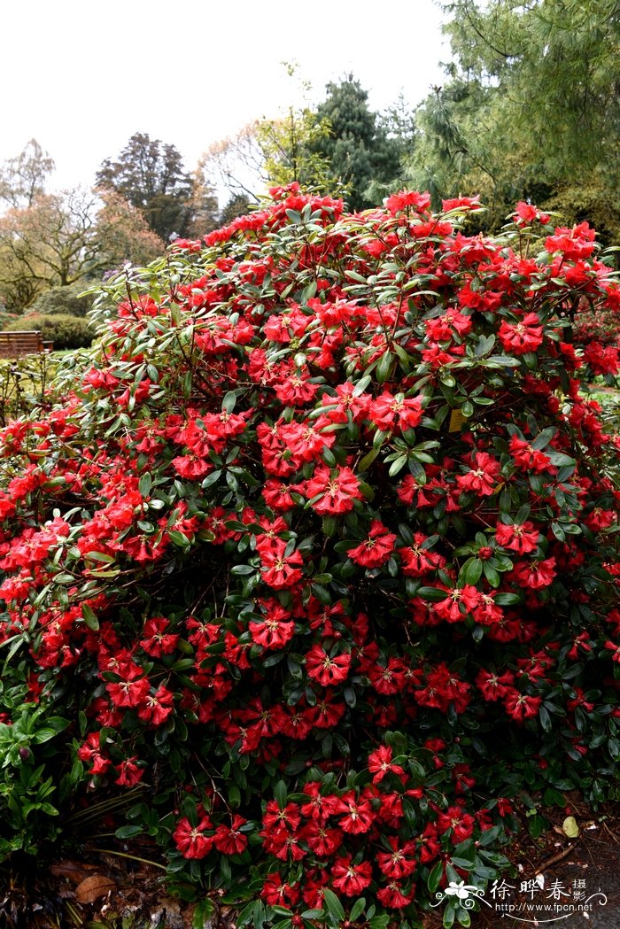 长春的市花