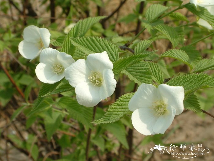 龙牙花