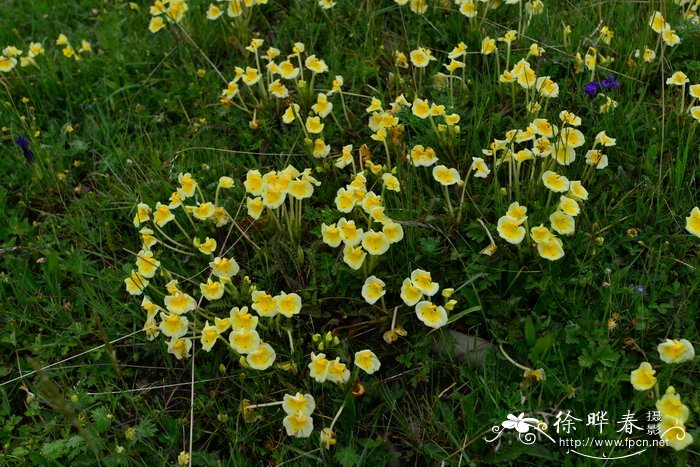 基地桂花树苗批发