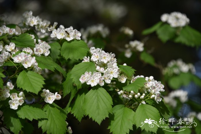 紫茉莉科