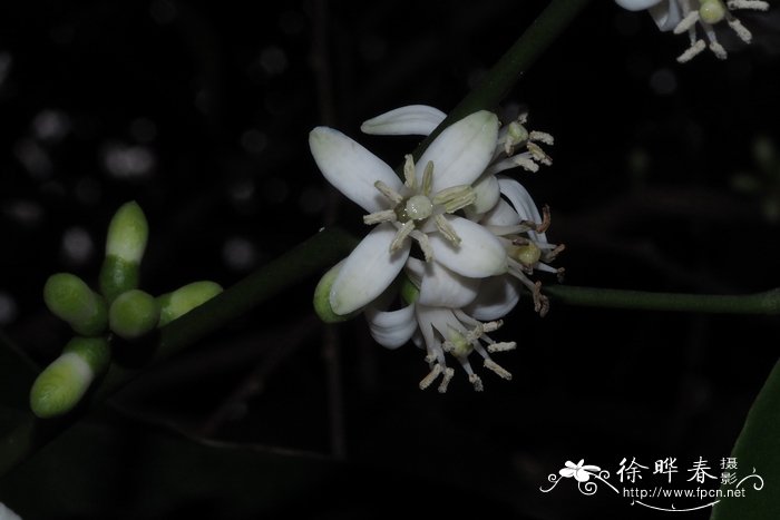 花椒的图片