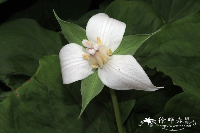 法国香水藤茉莉