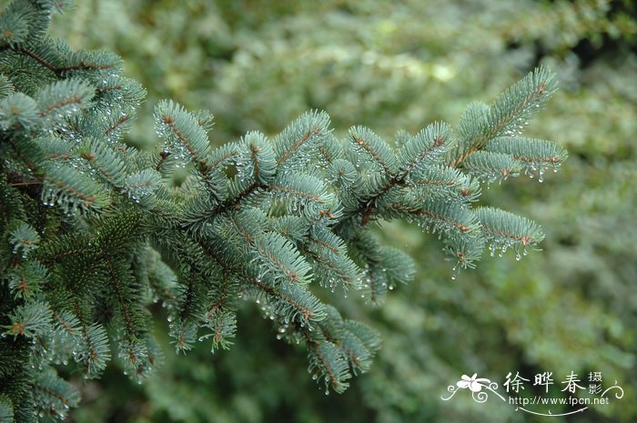 成都定鲜花