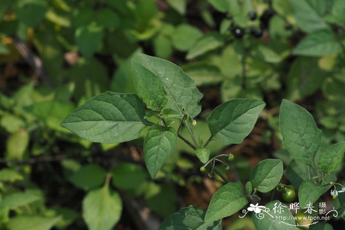 番茄的种植方法