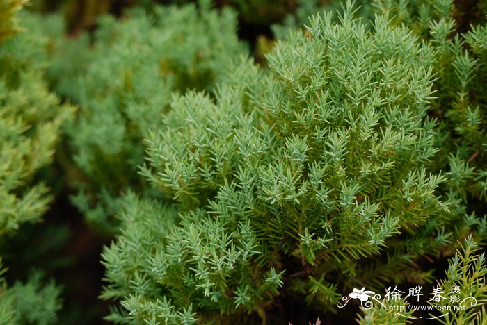 山茶花种植