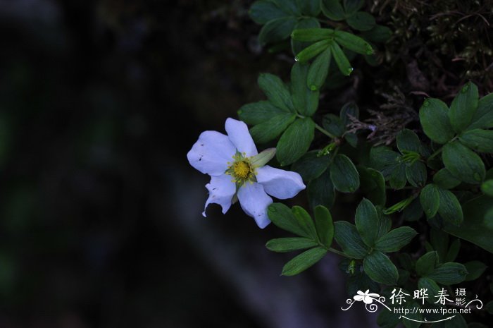 百香果花