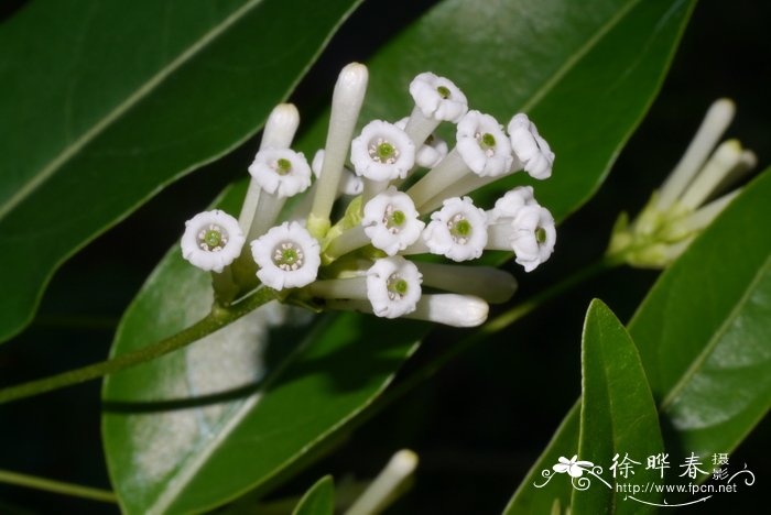 水仙花真实图片