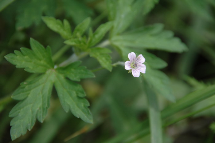 榴莲是什么季节的水果