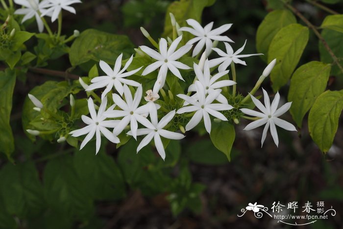 红花酢浆草图片大全