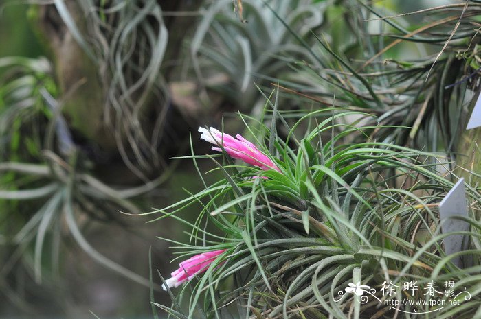 缫丝花