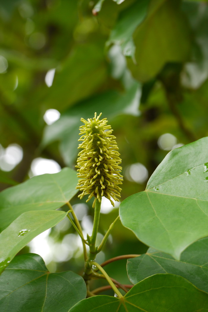 蕙兰花图片