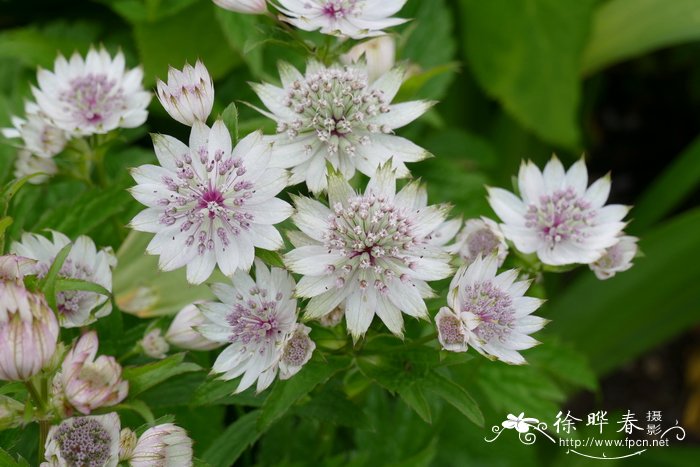 卫生间适合养什么花和植物好