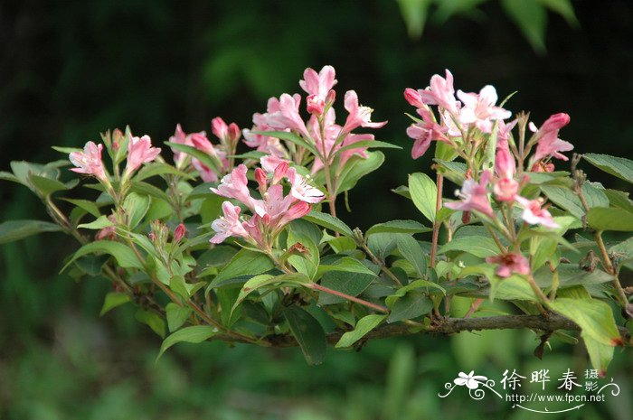 水仙花的特点