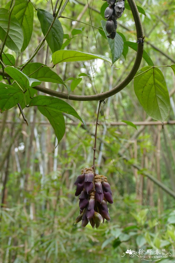 油橄榄