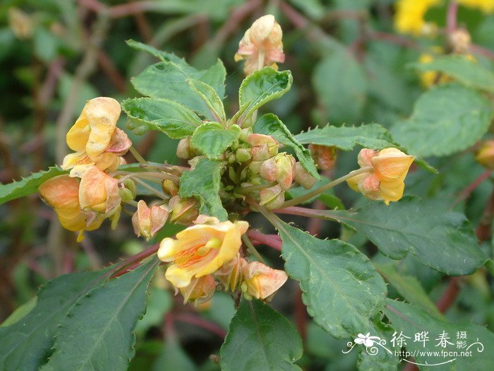 好看的花草图片大全