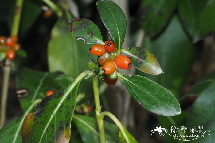 木本植物花卉大全