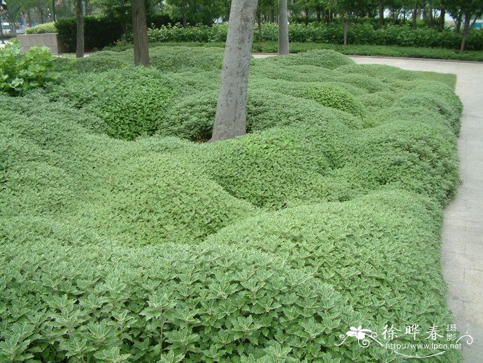 菠萝种植方法