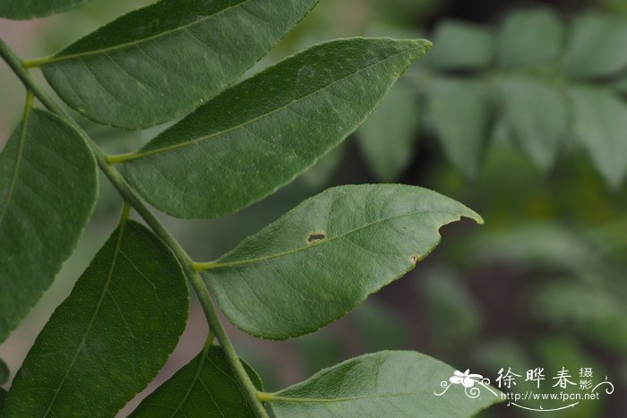 牡丹花茶的功效与作用