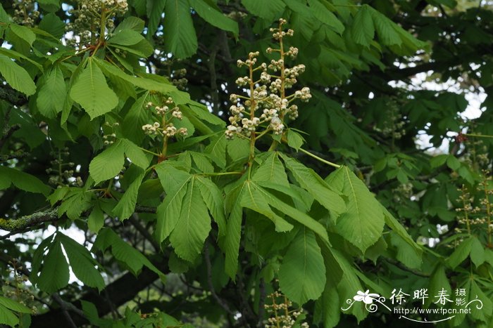 什么植物防电脑辐射