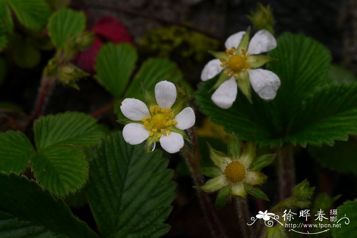 硫华菊图片