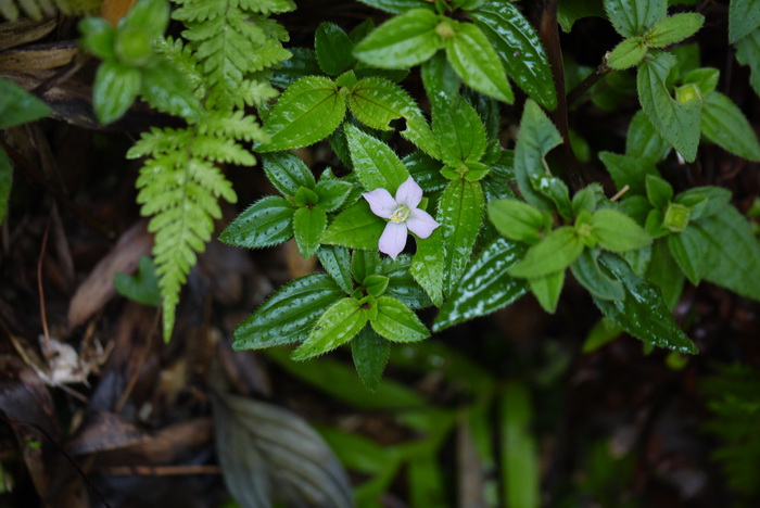 茉莉的花语