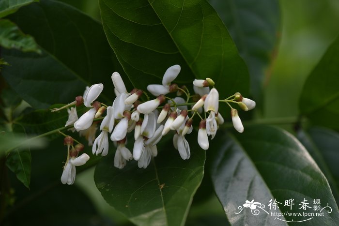 路边的爱情花