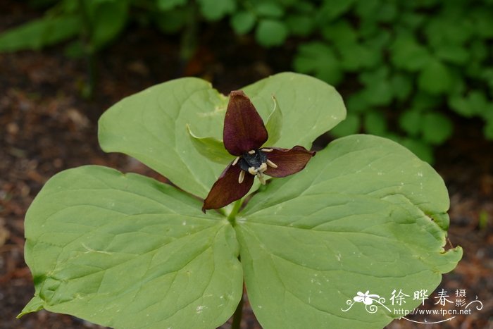 菊花的含义