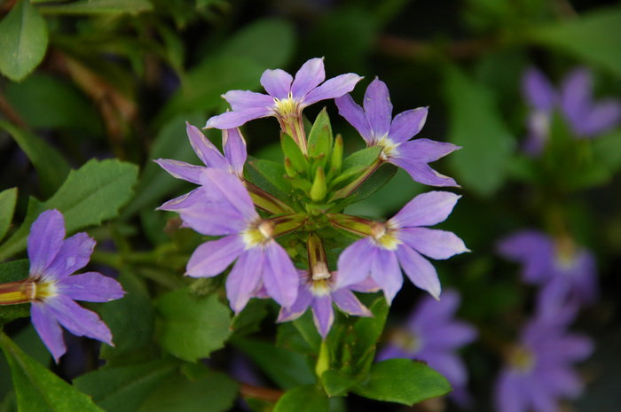 花叶芦竹