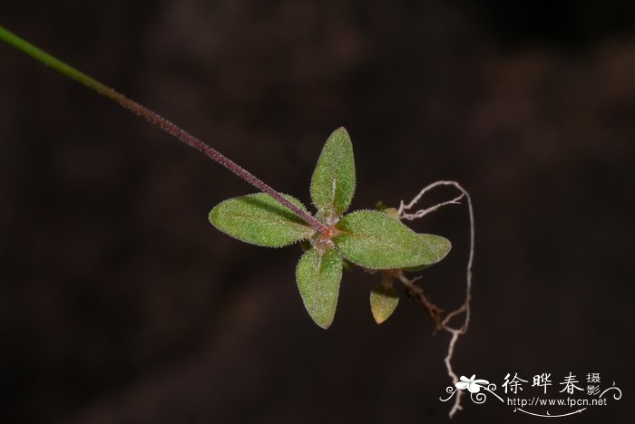 美国红枫种植技术