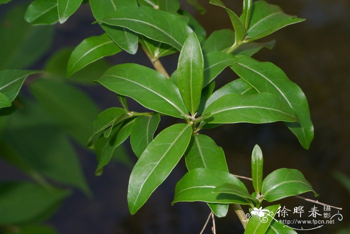 驱蚊虫植物花卉有哪些