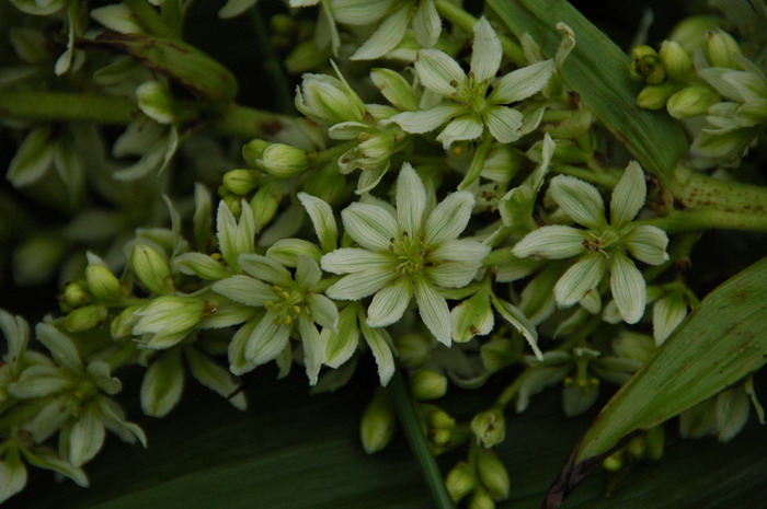 水仙花的传说