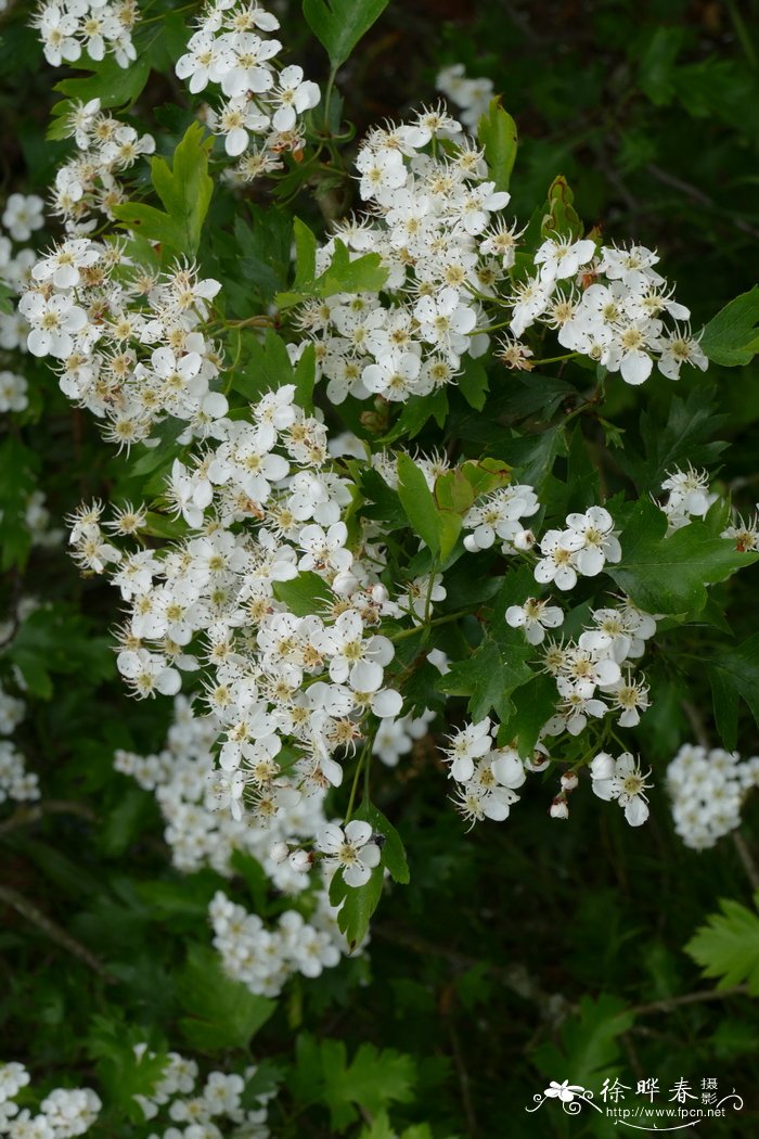 菊花的象征意义