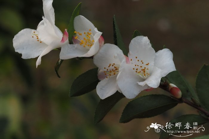 菊花代表什么花语