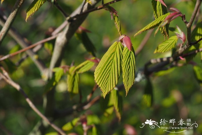 长寿花养殖方法