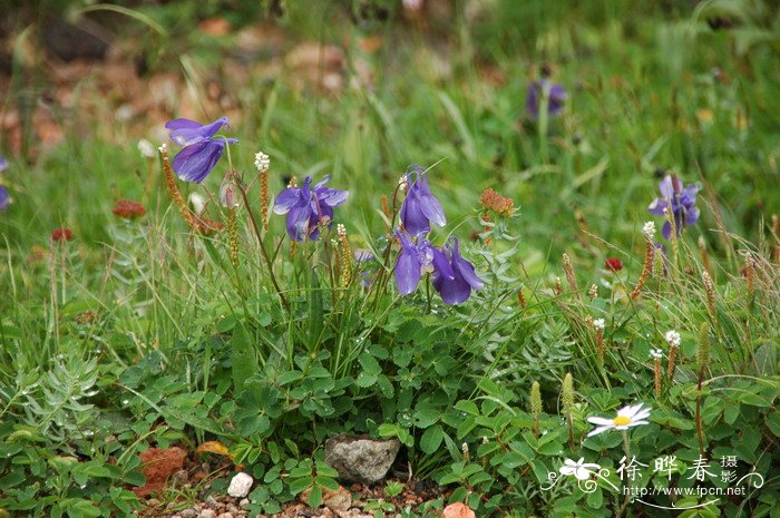 山西苹果产地在哪里