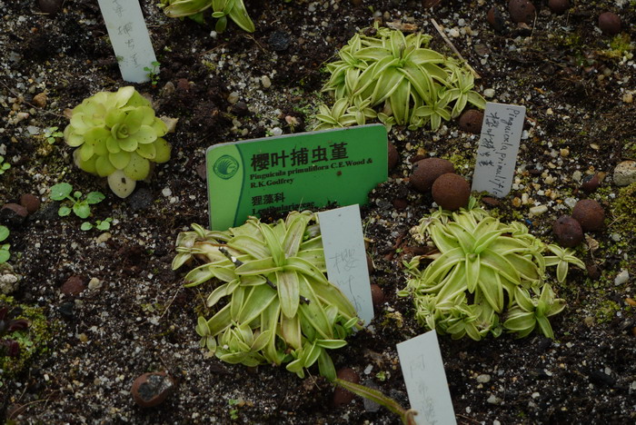 七里香花语