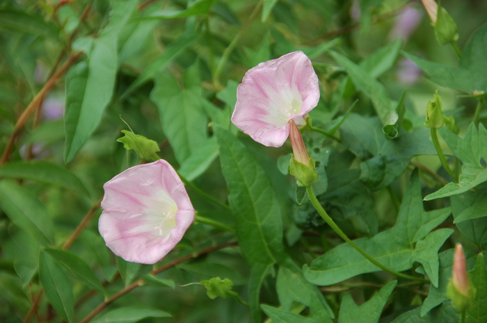 打结花