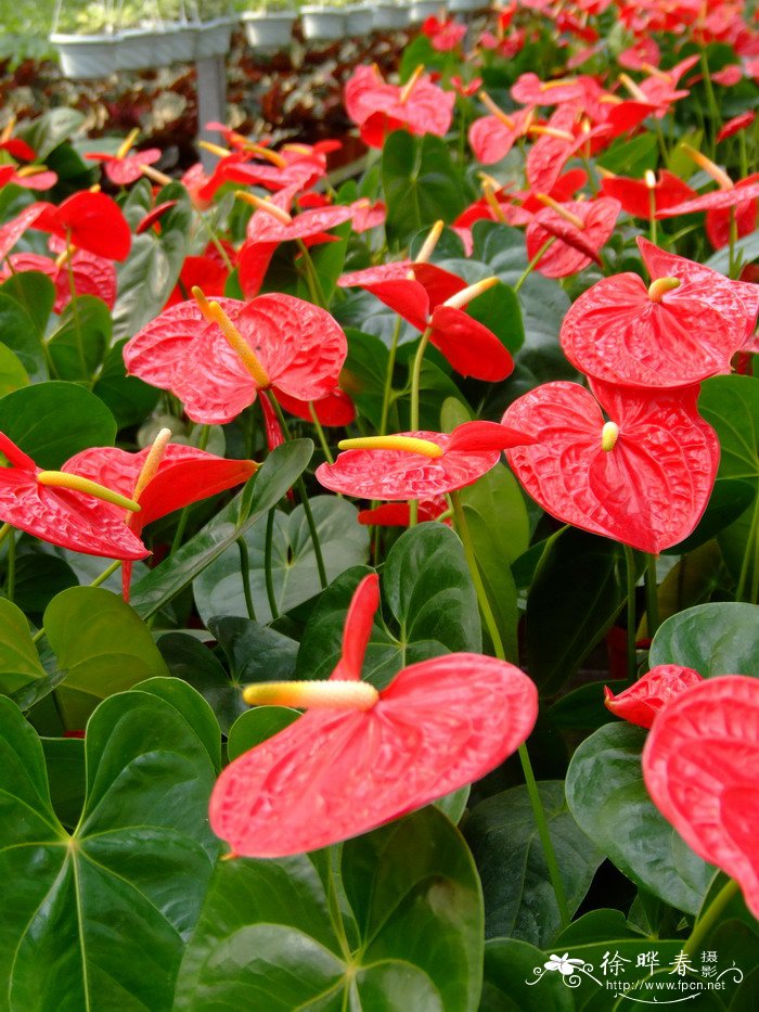 彼岸花的花语