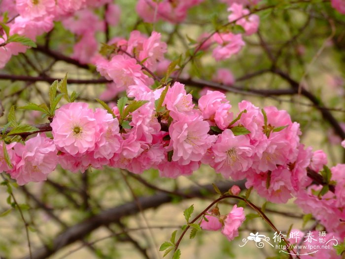 玫瑰干花怎么做