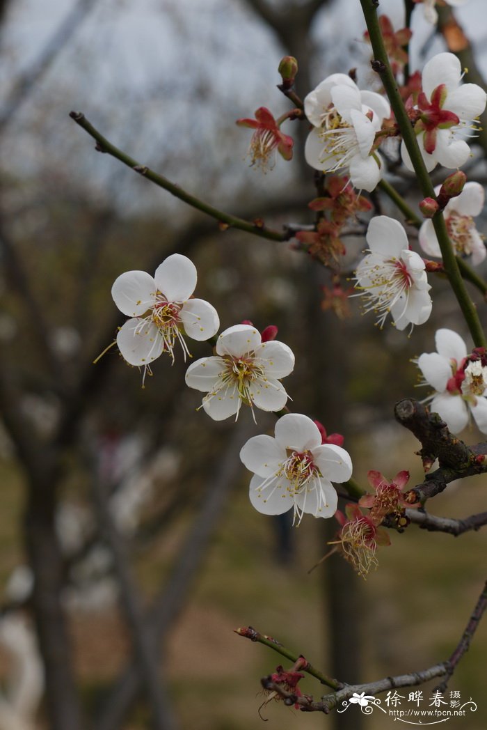 水仙花种植