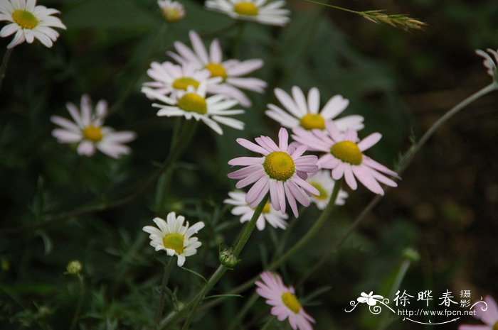 东莨菪碱的作用及功效