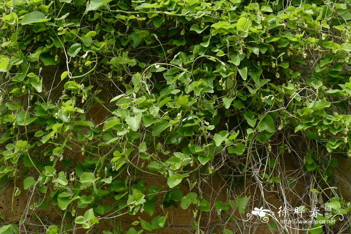 油茶种植密度