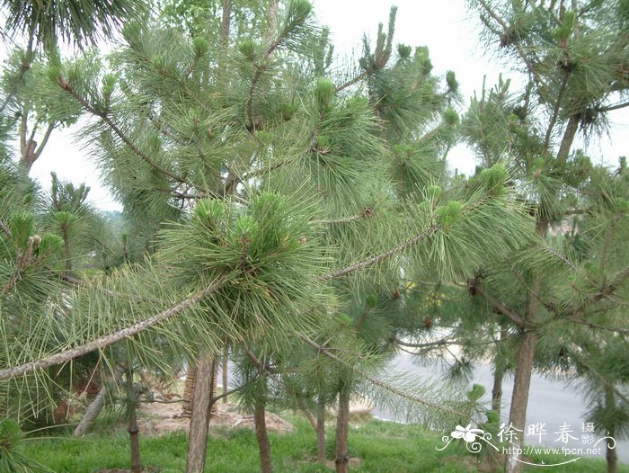 100种常见多肉植物图鉴