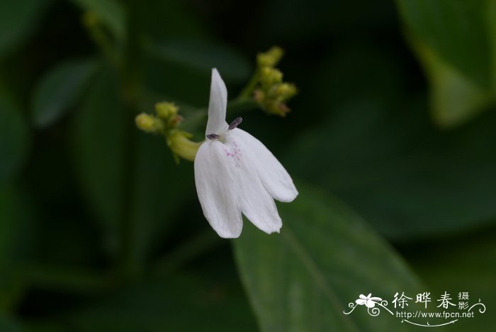 自制塑料花盆