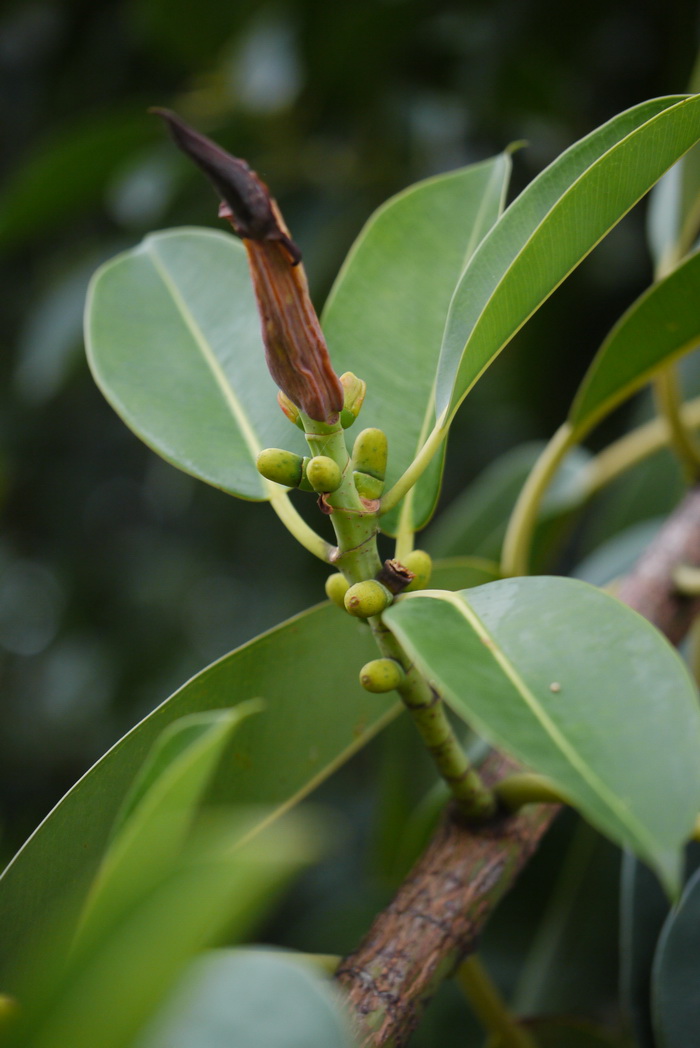 4年的油茶苗多少钱一棵