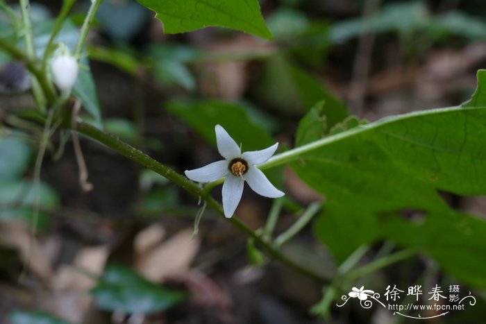 菠萝种植方法